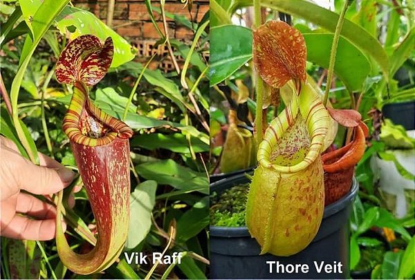 Nepenthes (Viking x Rafflesiana) x (Thorelii x Veitchii) - Flora