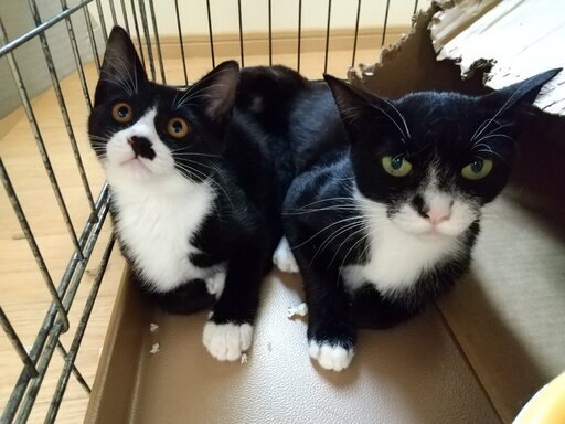 ハチワレタキシード親子4ヶ月齡と4歳☆賑やかなお家に迎えられました