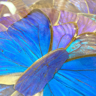 モルフォ蝶の羽で描かれた絵画、標本 (リサイクル倶楽部) 重富の