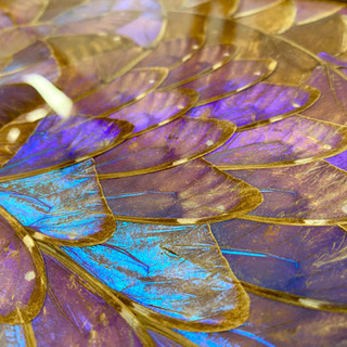 モルフォ蝶の羽で描かれた絵画、標本 (リサイクル倶楽部) 重富の