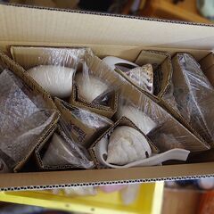 希少サイズ 完品 オウム貝の殻 大小2個セット フタゴヤシ 希少サイズ