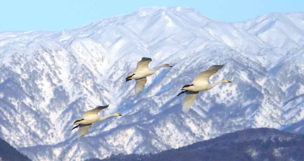 いのち輝く「白鳥の湖」 新潟・瓢湖 | JAPAN Forward