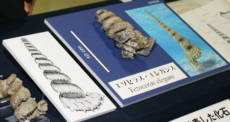 エレガントなアンモナイト 新種の化石、北海道・三笠で企画展 | 毎日新聞