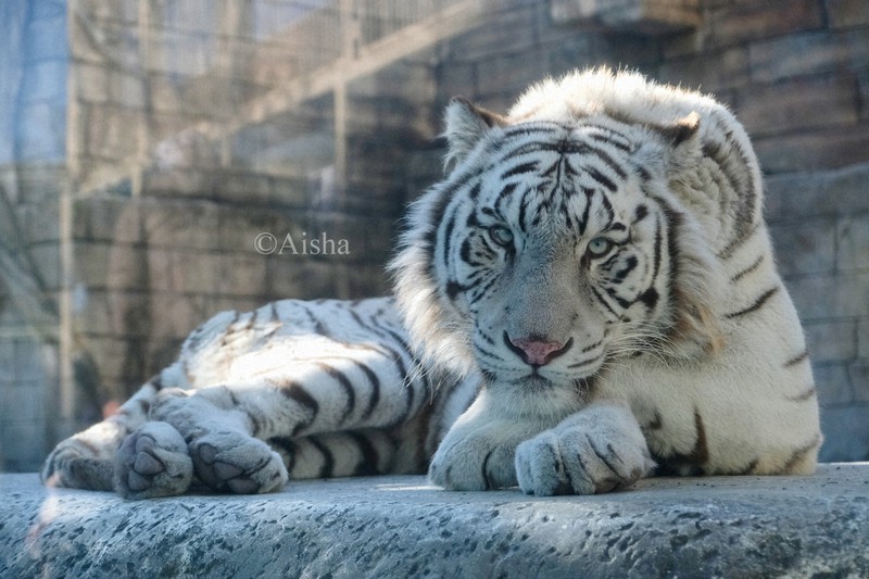 カメラ少女・藍沙のいきもの大好き：ホワイトタイガー めずらしい