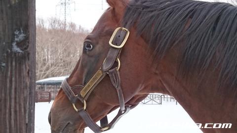 show_photo.php?horse_id=