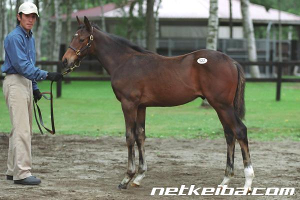 ディープインパクト (Deep Impact) | 競走馬データ - netkeiba