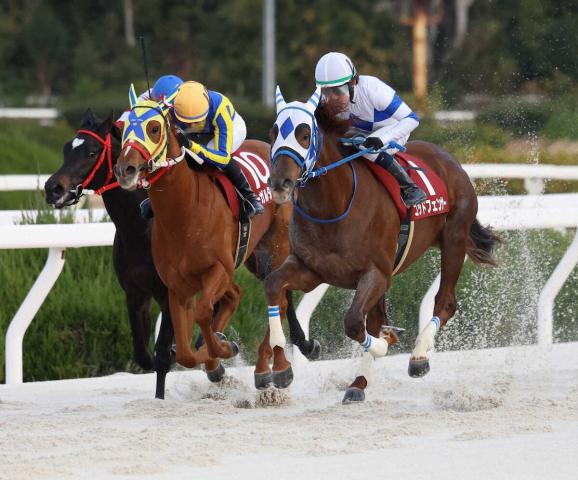 ルヴァンスレーヴのニュース・最新情報 | 競馬まとめ - netkeiba.com