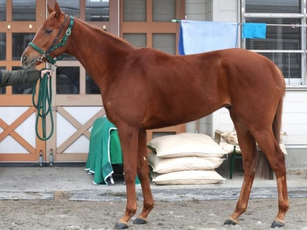 シェイクユアハート (Shake Your Heart) | 競走馬データ - netkeiba