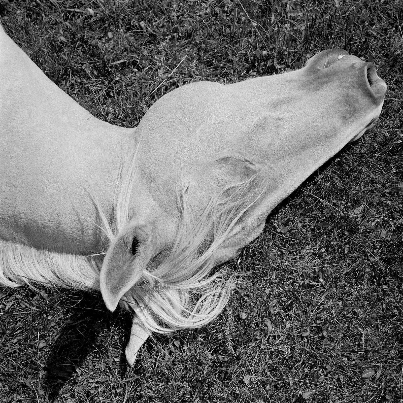 Mimi Plumb | Megalith-Still, 1995-2005