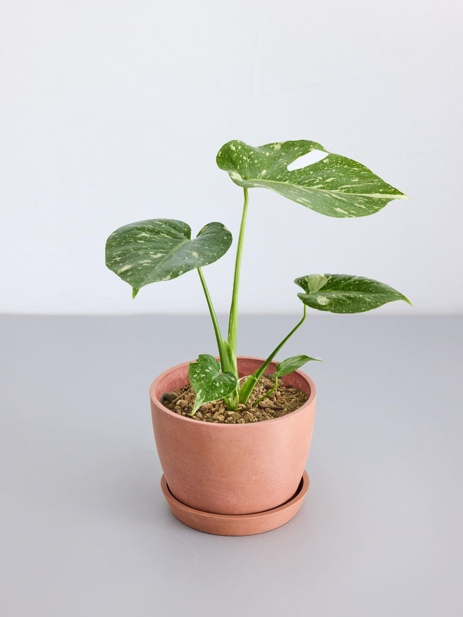 モンステラ・タイコンステレーション Table-L | 観葉植物の通販 AND