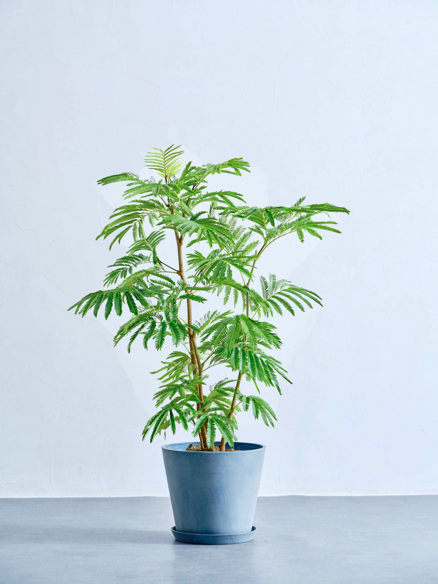 エバーフレッシュ 8号 | 観葉植物の通販 AND PLANTS (アンドプランツ)