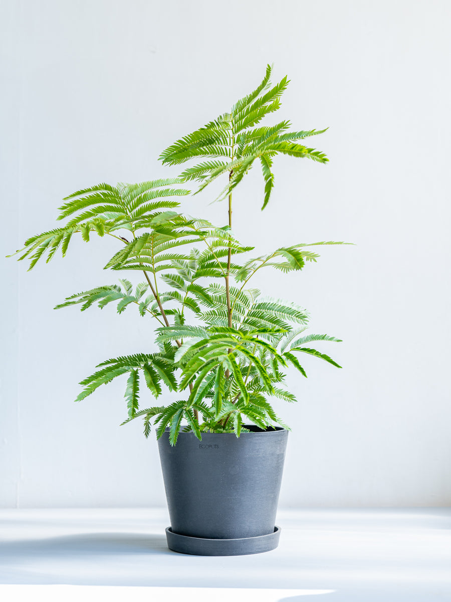 エバーフレッシュ S | 観葉植物の通販 AND PLANTS (アンドプランツ)