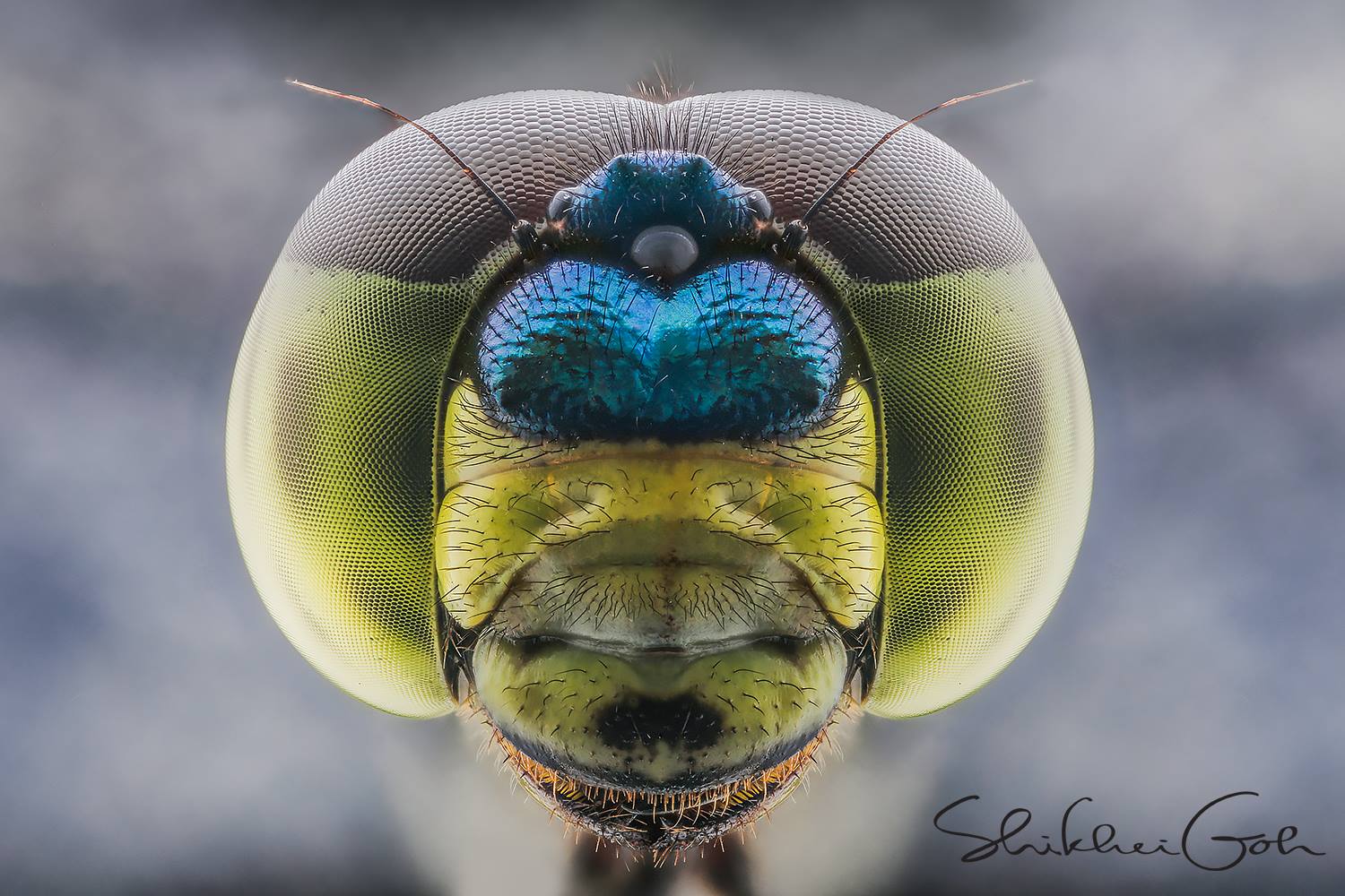 Laowa 25mm f2.8 2.5-5X Ultra Macro Lens