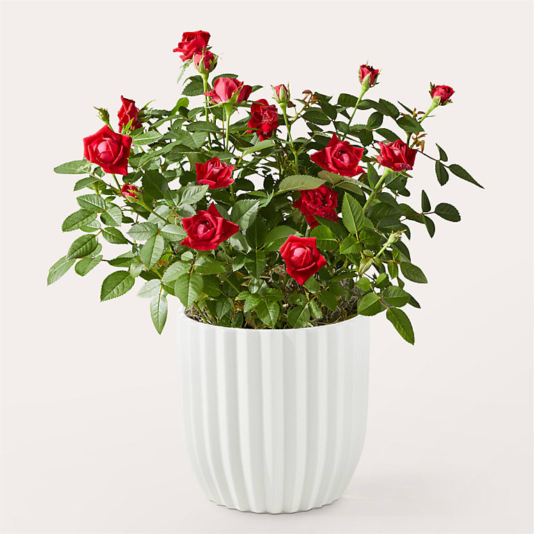 Striking Red Rose Plant