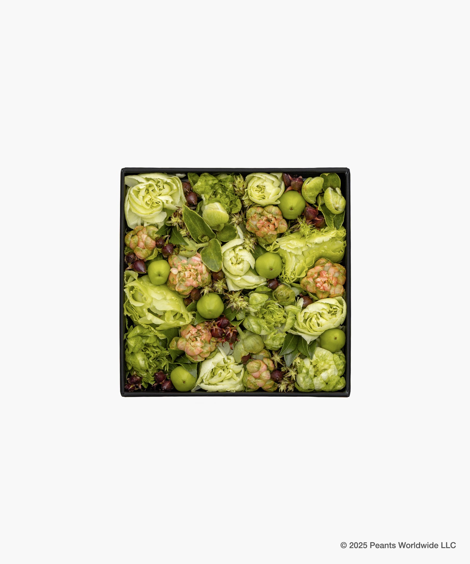 Nicolai Bergmann meets PEANUTS.