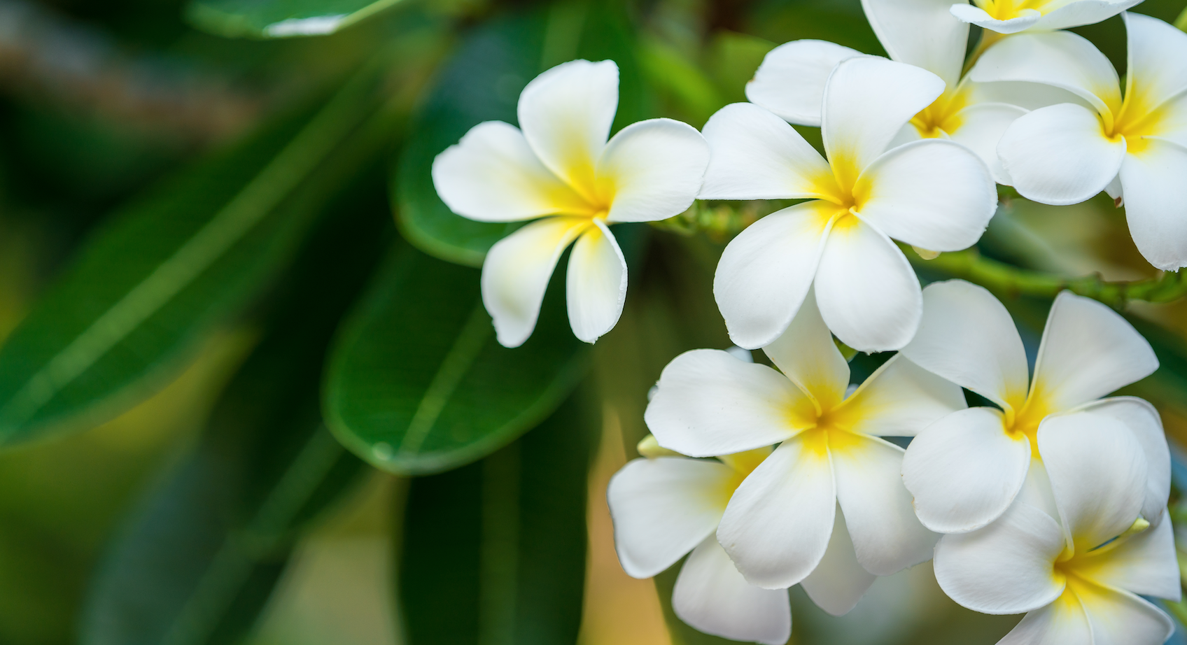 定期便：RICH CREAM êtê – bebe