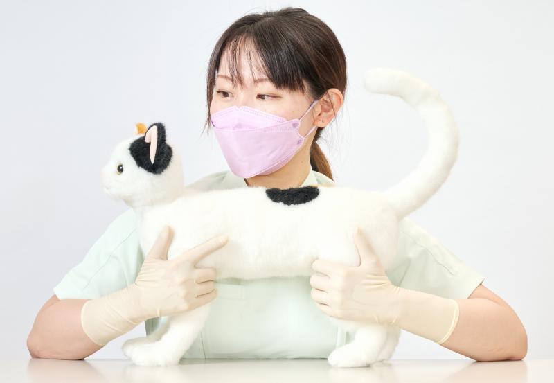 保定のできる猫型採血シミュレーター ねこにゃん – anifull