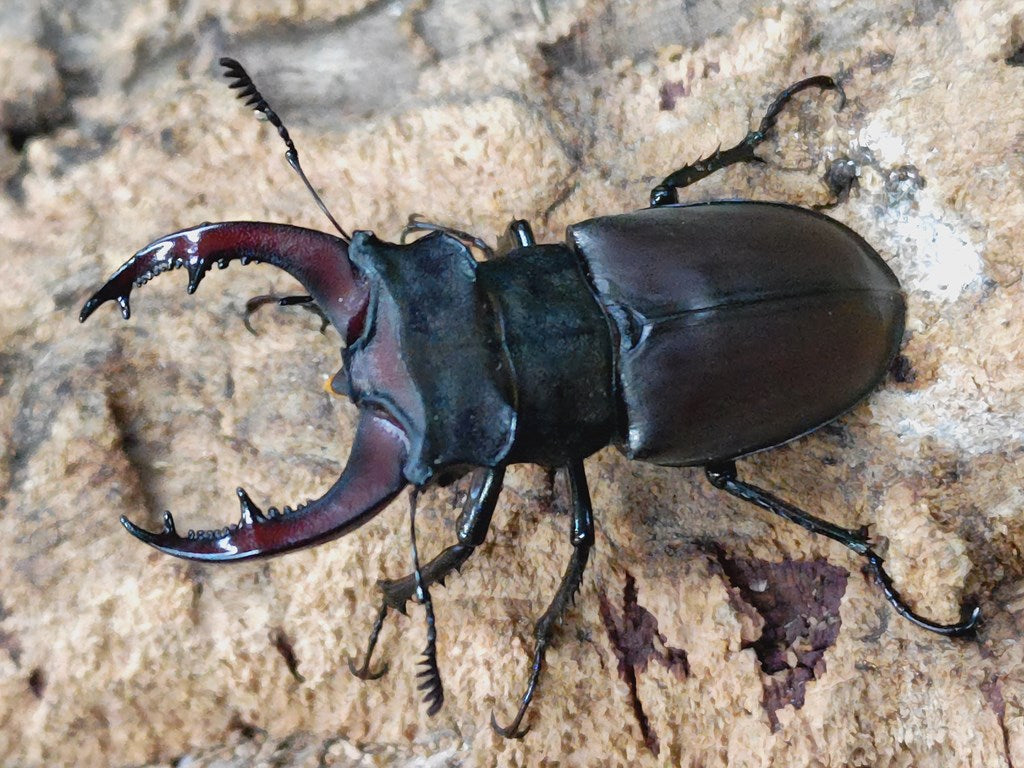 ミヤマクワガタ – クワガタムシ・カブトムシ昆虫専門店COLORS