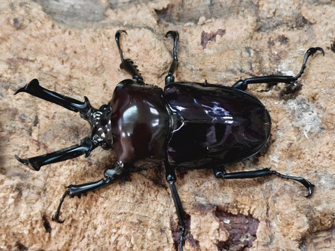 2501190001_55_480x480.jpg?v=