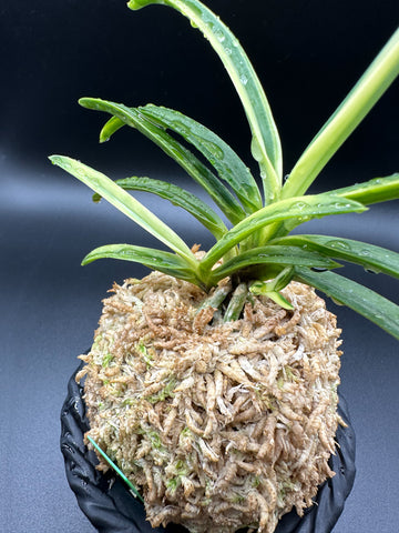 富貴蘭 変化を楽しむ | 白牡丹に白い柄の子が出てきた – Jewelry Plant