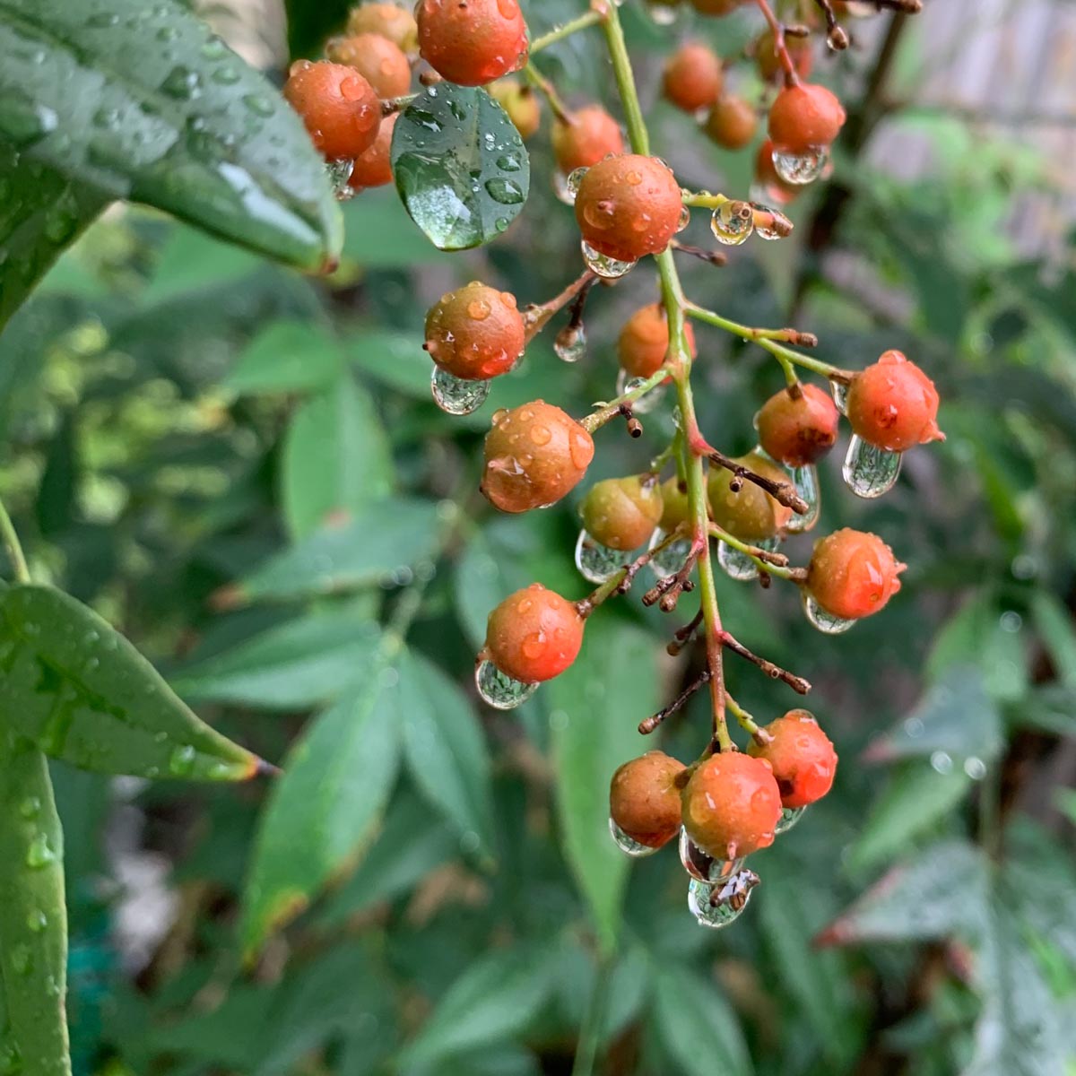 SIZUKU mini - Premium51 – KYOTO DENIM