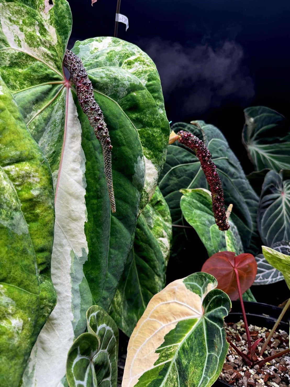 完売】【予約限定販売】アンスリウム PAP x RL 斑入り保証小苗 5月発送