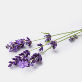 ベストコスメ受賞】イブニングPシャンプー N（プリムローズ） – ジョン