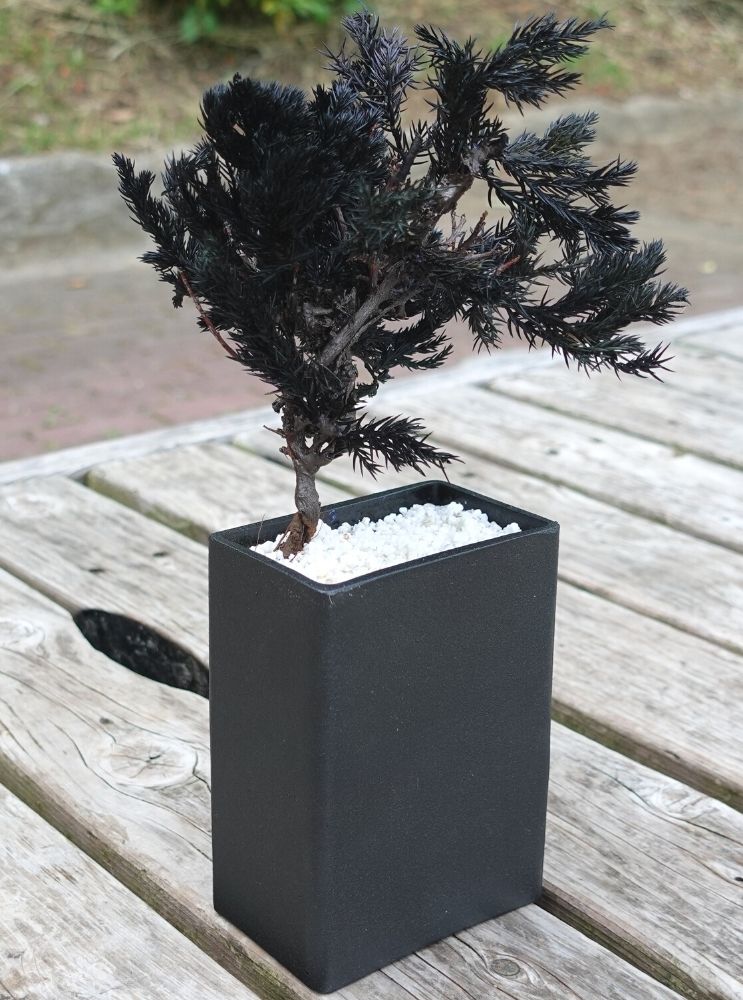 ドライ盆栽® ブラック 黒陶器 枯れ盆栽の通販 | GreenSnap STORE