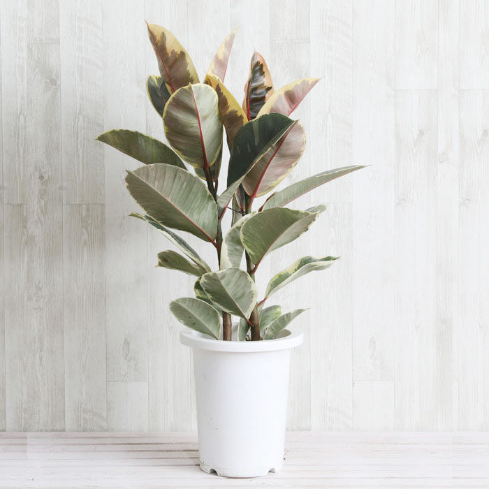 フィカス・ティネケ 7号の通販 | GreenSnap STORE(グリーンスナップ