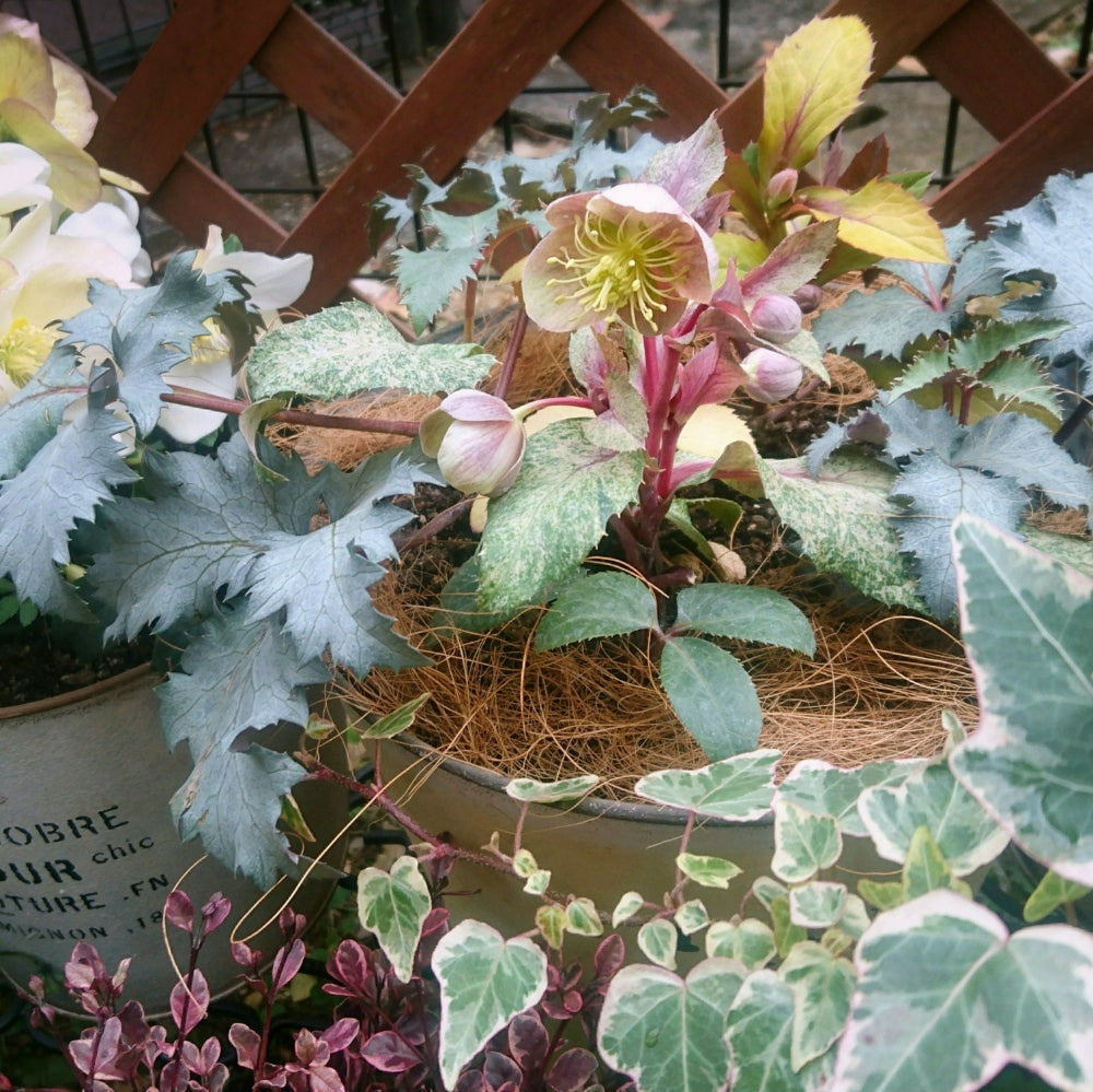 予約商品：11/25発送】クリスマスローズ 当年開花見込み株 カラー