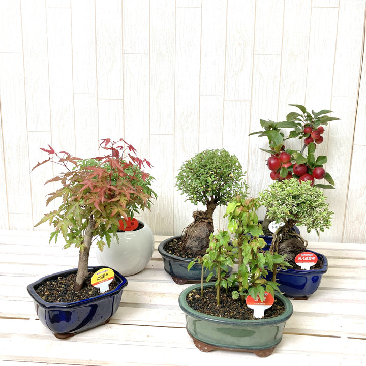 予約商品：7/29発送】ミニ盆栽 5号 1鉢の通販 | GreenSnap STORE