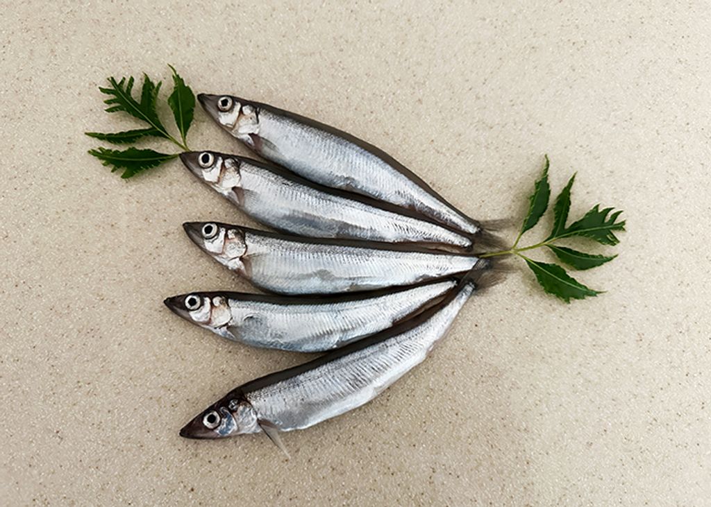 精選柳葉魚240g±10%/8尾/盤；25盤/6kg/箱-半真空– 朝露魚舖