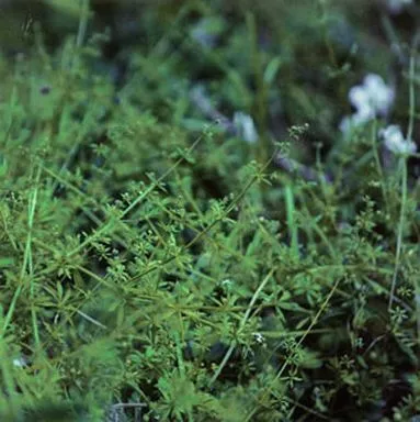 邦楽 chouchou merged syrups. clepsydra chouchou merged syrups.『clepsydra』のアルバムページ｜2000648574