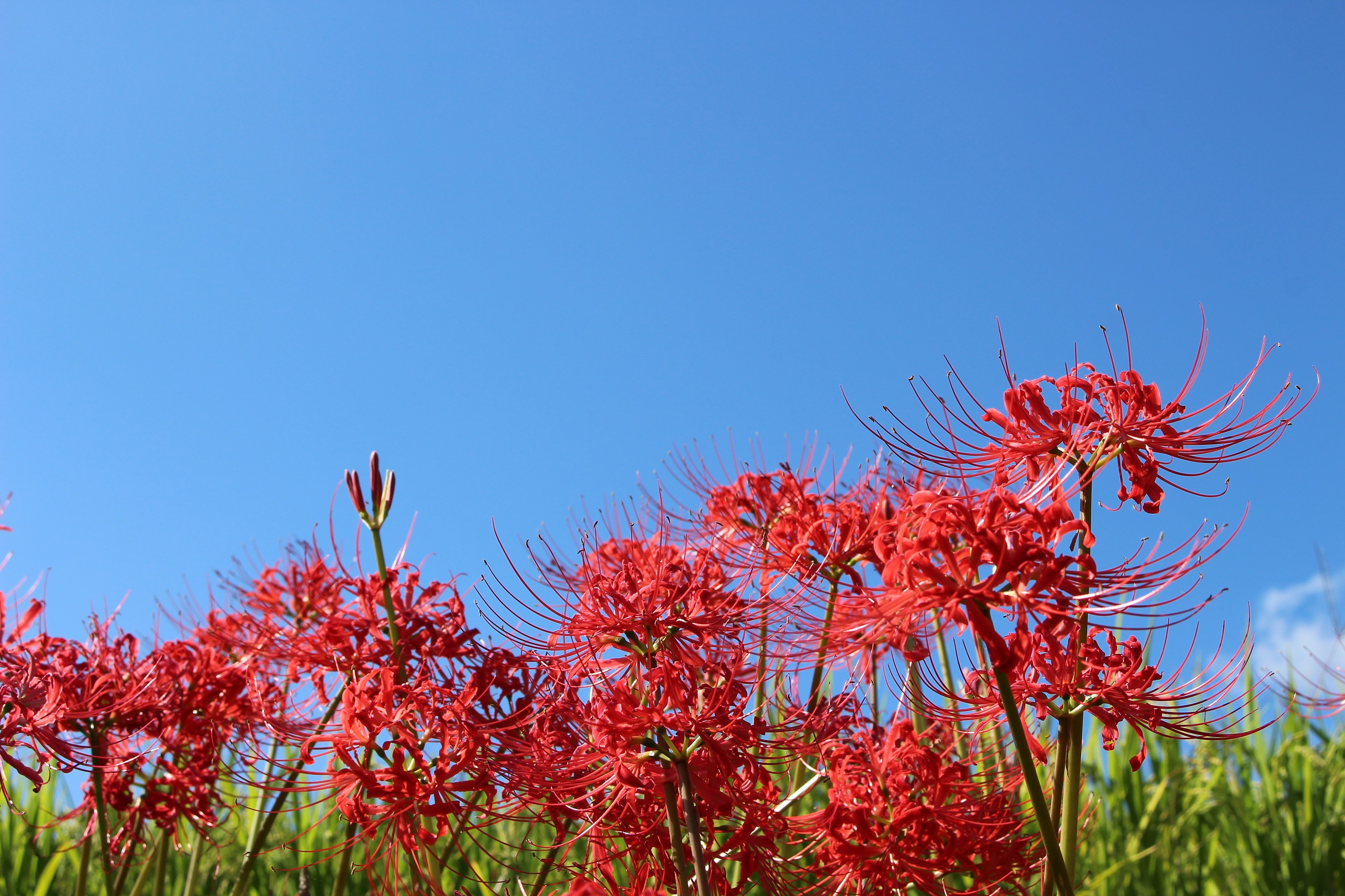 よしびの彼岸花群生地 - 黒木