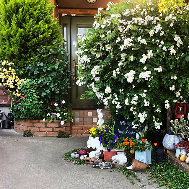 パンジー ノースポールのインテリア実例 ｜ RoomClip（ルームクリップ）