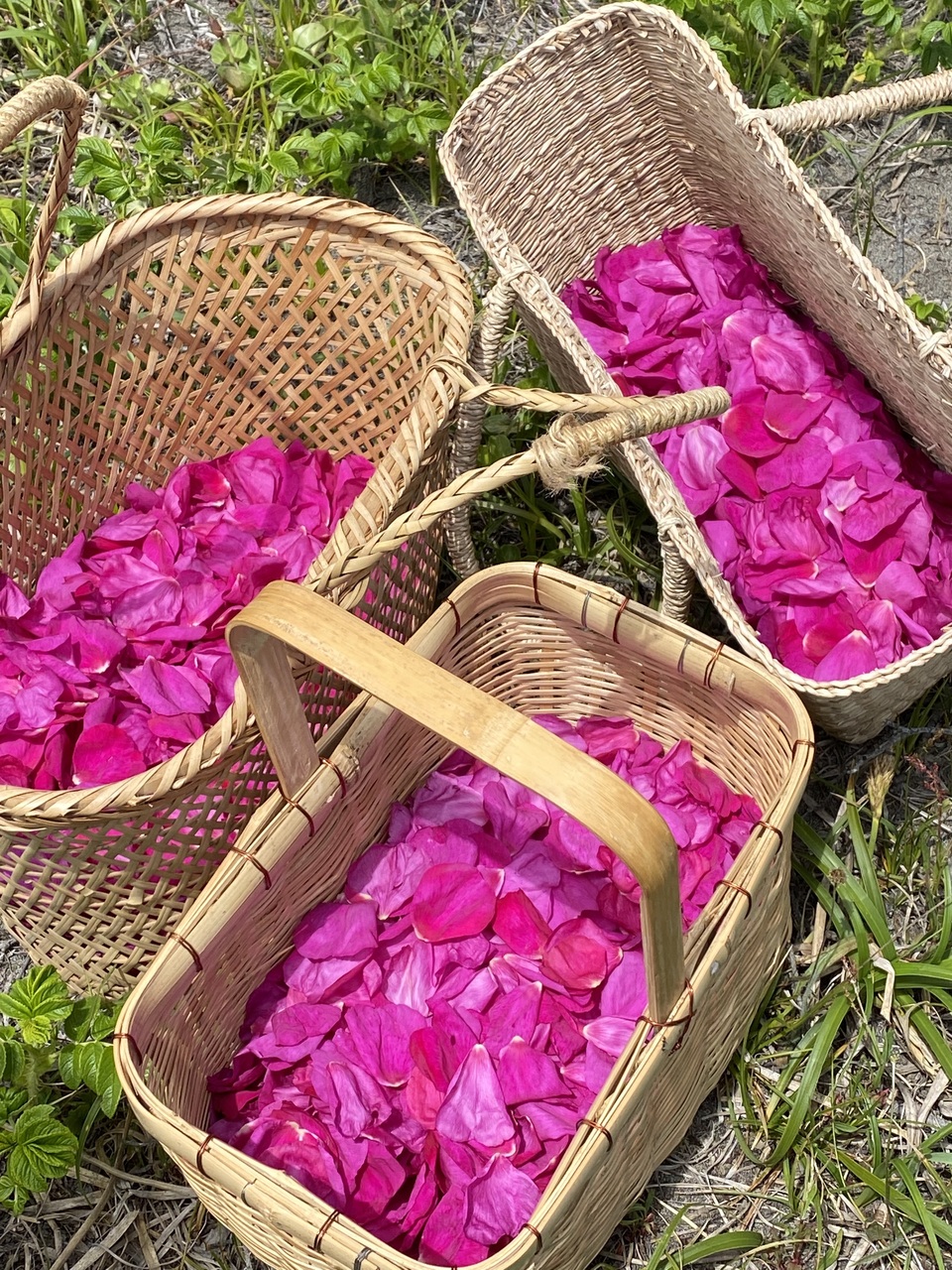 北海道産のローズハニー「HAMANAS HONEY」 ラ ターブルベール (北海道