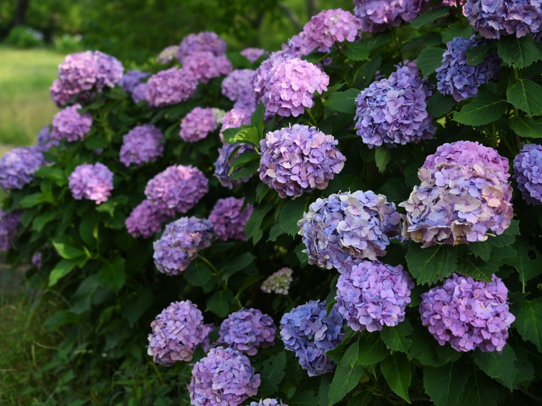 昭和記念公園で「紫陽花さんぽ2025」が開催！限定スイーツや特別な