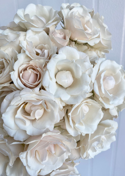 Cafe Latte Rose - 10st. - Ramirez Wholesale Flowers Inc