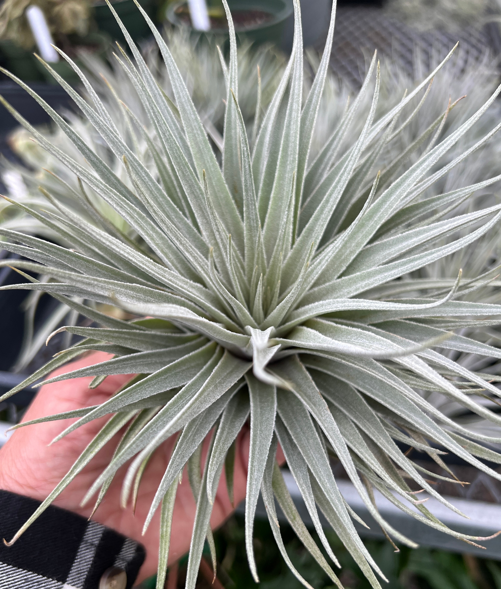 Tillandsia kautskyi hybrid (purple silver form) - Bird Rock Tropicals