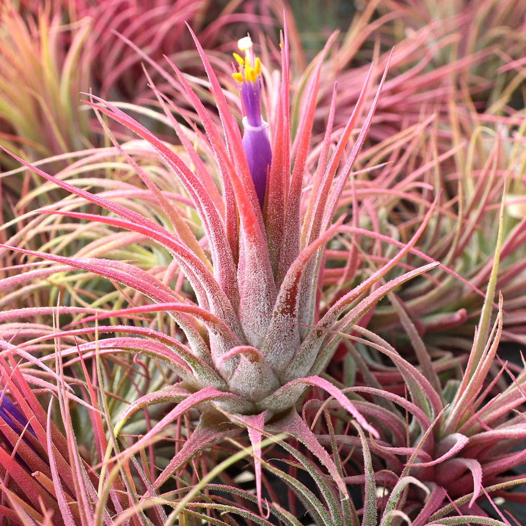 Air Plant - Tillandsia ionantha (raspberry) | MCG™