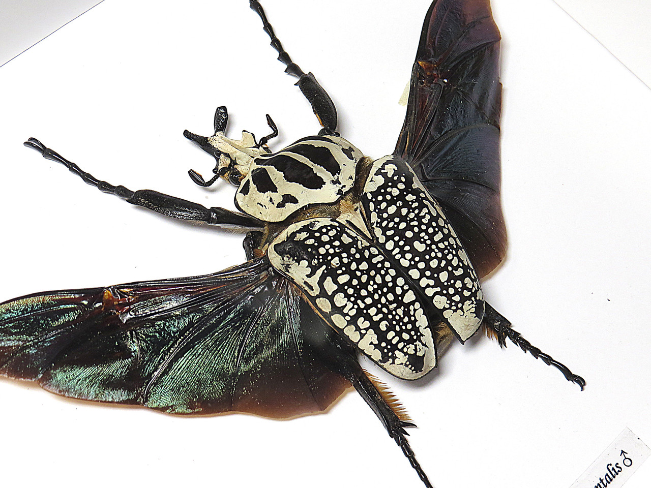 Goliathus orientalis XXL - Bits and Bugs