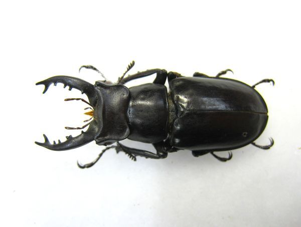 ミヤマクワガタ 標本