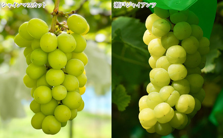 令和8年産先行予約】 シャインマスカット入り 3種おまかせ ぶどう