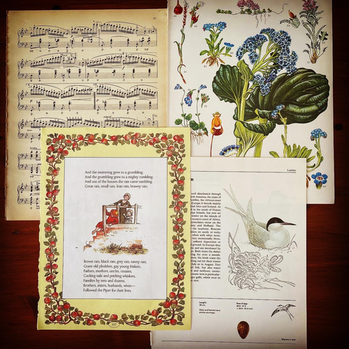 洋書古本ページ(M)】60枚セット（海外アンティーク&ヴィンテージ