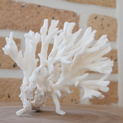 沖縄県宮古島産 天然 サンゴ S 素材販売 インテリア エアープランツ