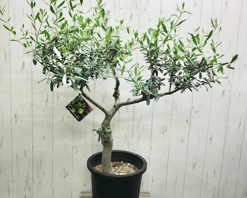 現品 盆栽樹形！ オリーブの木 ネバディロブランコ souju 8号 その他