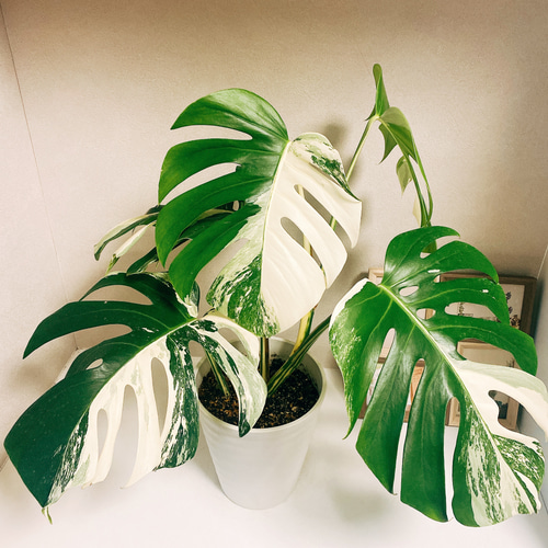 現品］【希少】 モンステラ ボルシギアナ 白 斑入り 観葉植物 綺麗
