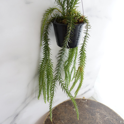 オシャレ◎フペルジア ゴエベリー シダ植物 観葉植物 吊り下げ