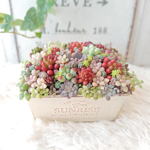 特集掲載】【受注制作】そのまま飾れる多肉植物 寄せ植え (土、鉢込み