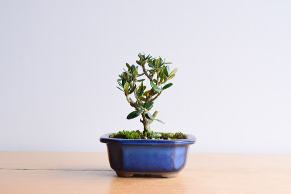 姫オリーブ No.322 盆栽 盆栽やす 通販 14204997｜Creema(クリーマ